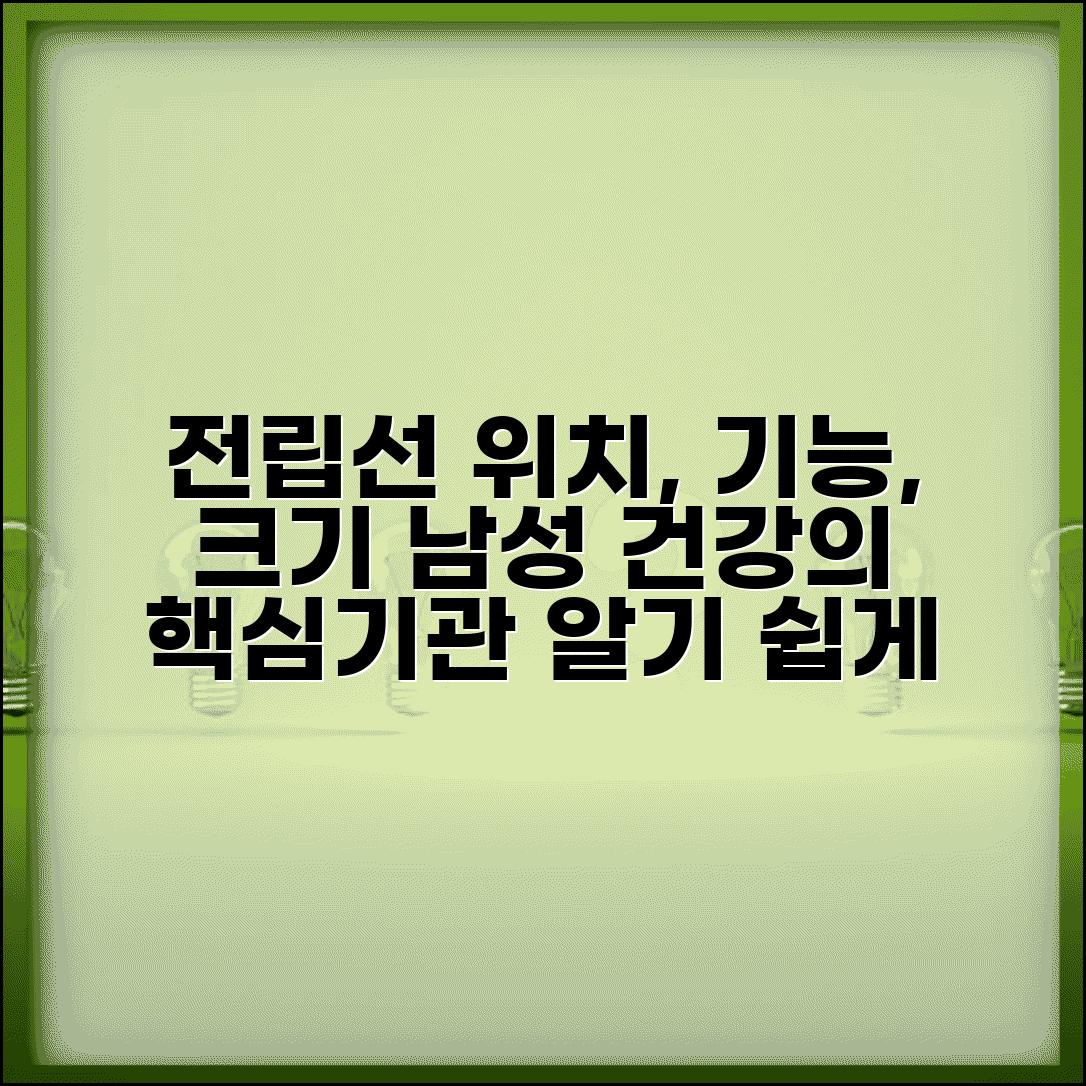 전립선 위치 및 기능 | 전립선 해부학적 구조 | 남성 생식기관 역할 | 전립선 크기 변화